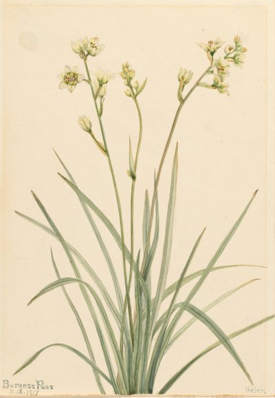  by Mary Vaux Walcott