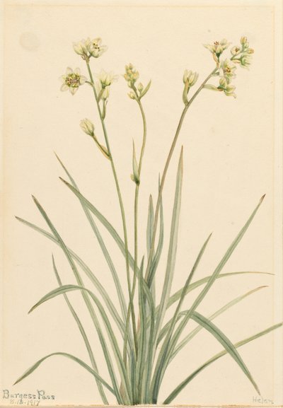 Deathcamas Zygadenus elegans, 1917. by Mary Vaux Walcott
