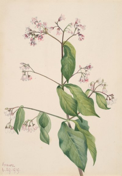 Dogbane Apocyum androsaemfolium, 1919. by Mary Vaux Walcott
