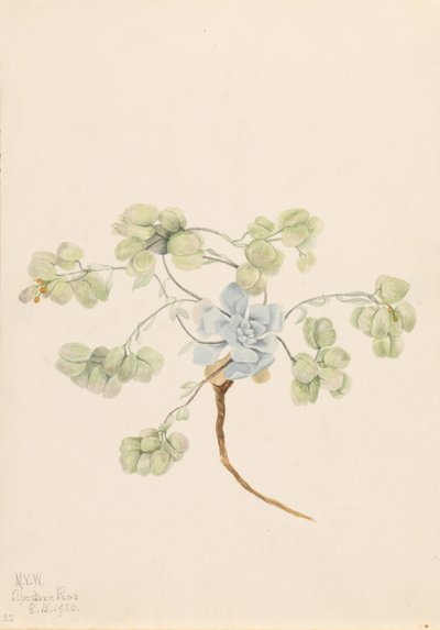  by Mary Vaux Walcott