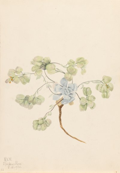 Çift Bladderpod Physaria didymocarpa, 1920. by Mary Vaux Walcott