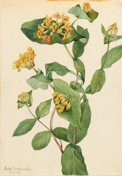 Douglas Hanımeli (Lonicera glaucescens) by Mary Vaux Walcott