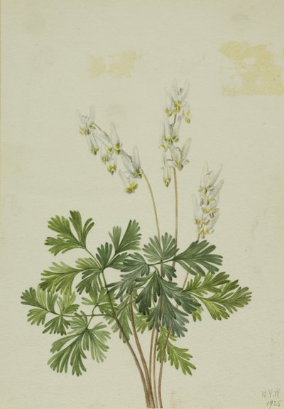  by Mary Vaux Walcott