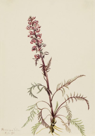  by Mary Vaux Walcott