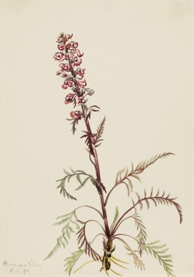 Filkafa Pedicularis groenlandica, 1916 by Mary Vaux Walcott