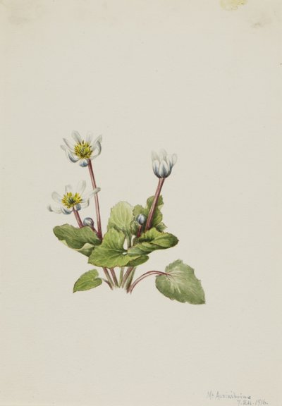 Elkslip (Caltha leptosepala) by Mary Vaux Walcott