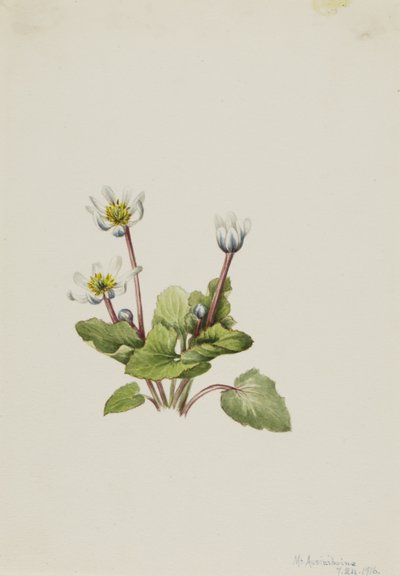 Elkslip Caltha leptosepala, 1916. by Mary Vaux Walcott
