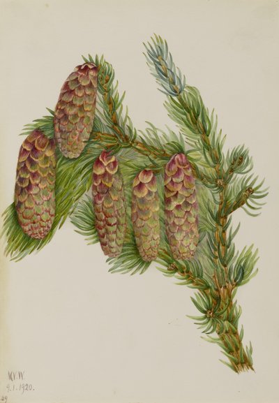  by Mary Vaux Walcott