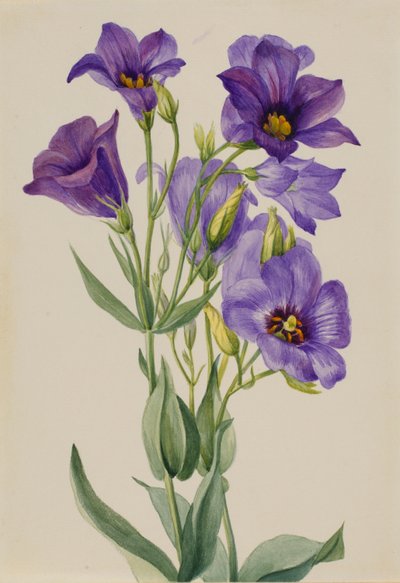 by Mary Vaux Walcott