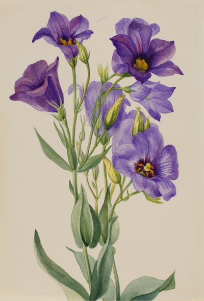Eustoma russelianum, yaklaşık 1930