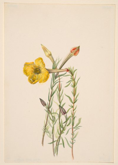  by Mary Vaux Walcott