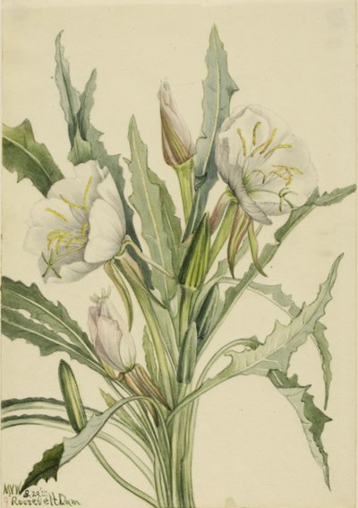  by Mary Vaux Walcott