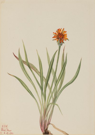  by Mary Vaux Walcott