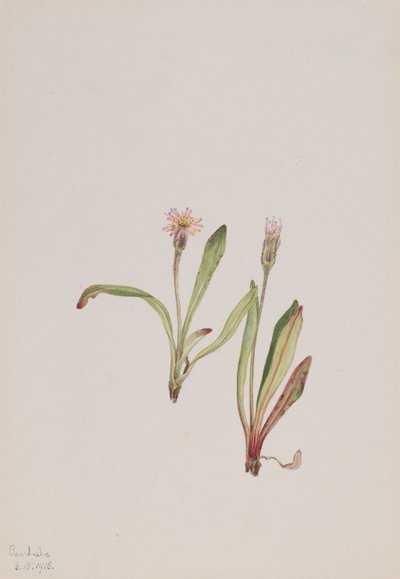Sahte Karahindiba Agoseris carnea, 1918. by Mary Vaux Walcott
