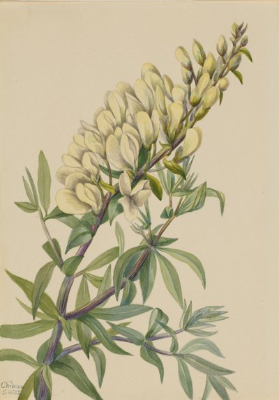 Sahte Indigo bructeata Baptista, 1932 by Mary Vaux Walcott