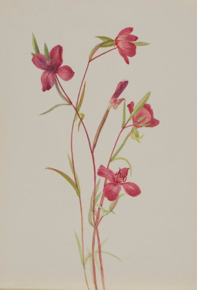 Bahara Veda (Godetia amoena lilja) by Mary Vaux Walcott