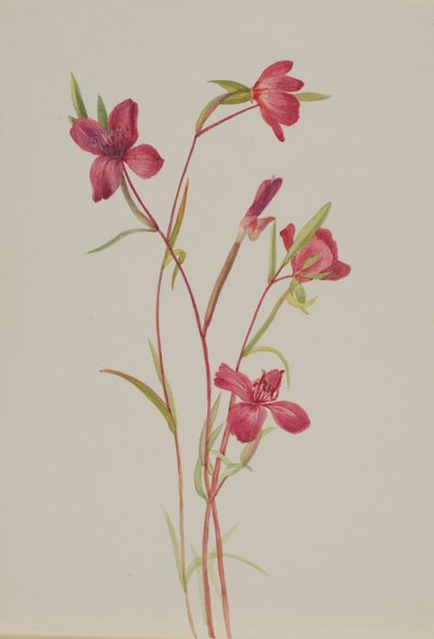 Spring Godetia amoena lilja