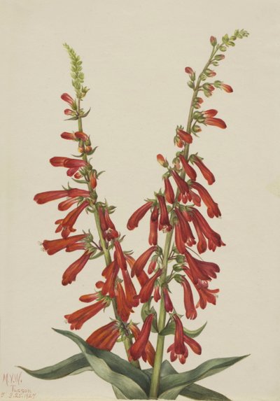  by Mary Vaux Walcott