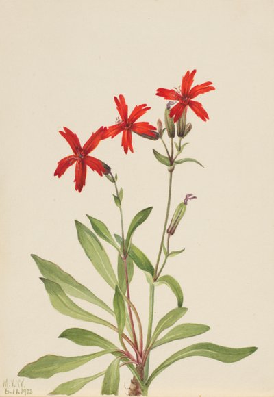  by Mary Vaux Walcott
