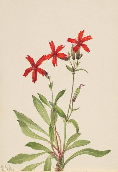 Ateş Pembesi Silene virginica, 1932. by Mary Vaux Walcott