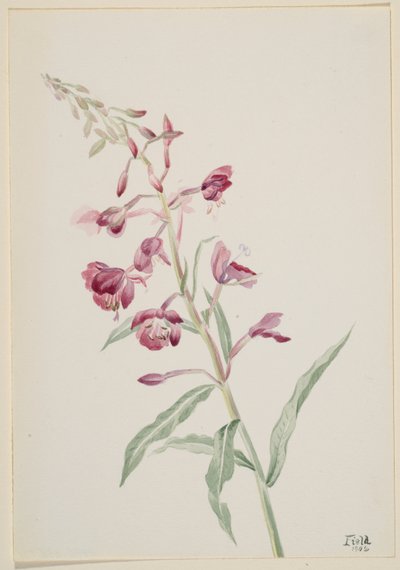  by Mary Vaux Walcott