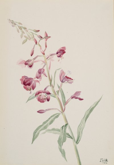 Fireweed Epilobium angustifolium, 1902. by Mary Vaux Walcott