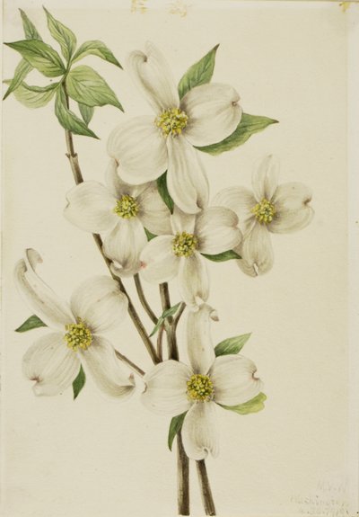  by Mary Vaux Walcott