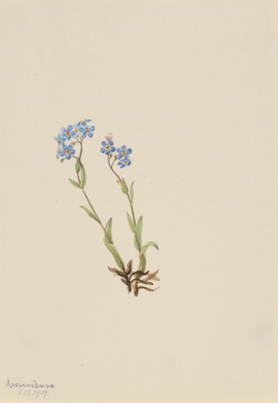  by Mary Vaux Walcott