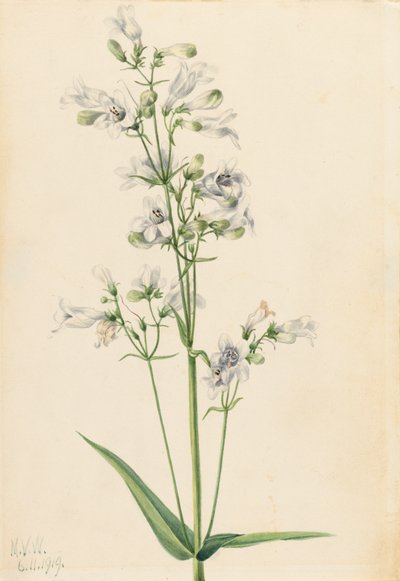 Foxglove Penstemon Penstemon digitalis, 1919. by Mary Vaux Walcott