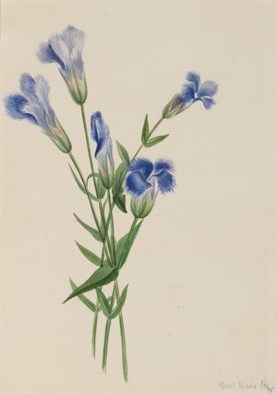  by Mary Vaux Walcott