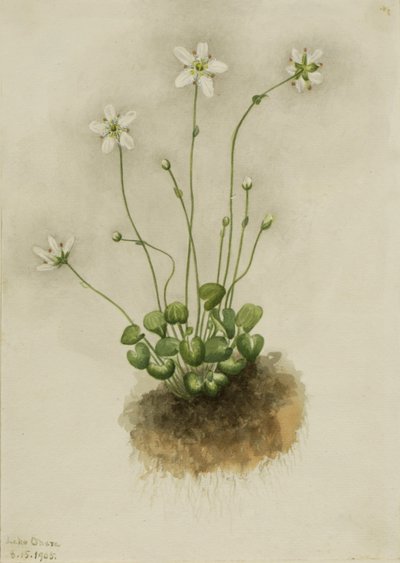  by Mary Vaux Walcott