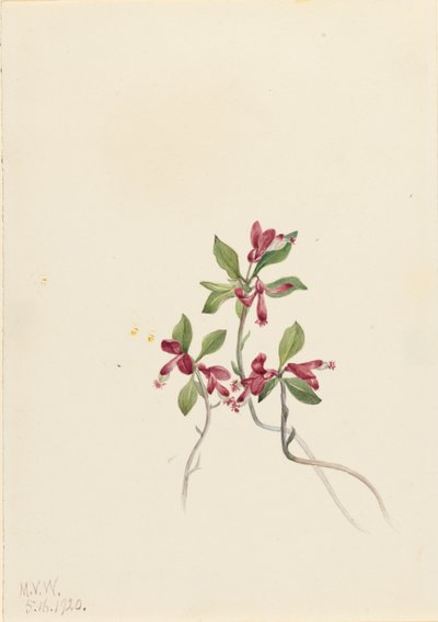  by Mary Vaux Walcott