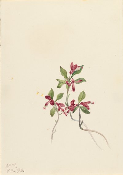 Saçaklı Polygala Polygala paucifolia, 1920. by Mary Vaux Walcott