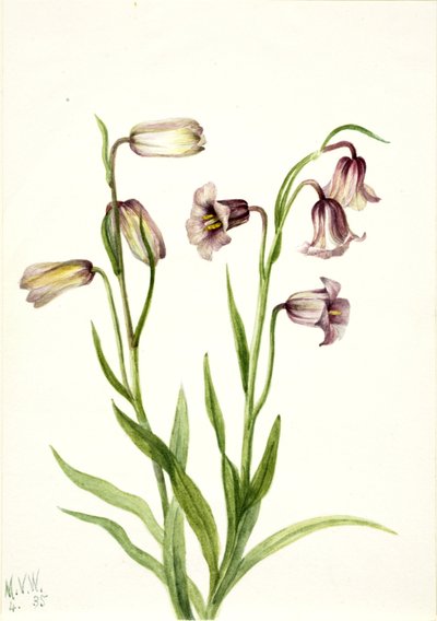 Fritillary Fritillaria biflora, 1935. by Mary Vaux Walcott