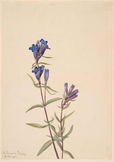Gentian (Gentiana affinis) by Mary Vaux Walcott