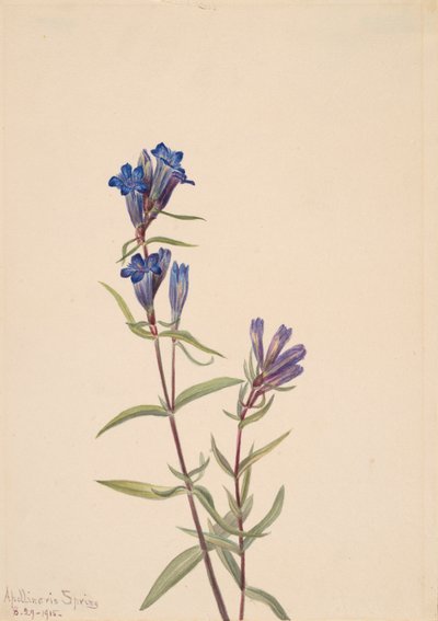 Gentian Gentiana affinis, 1915 by Mary Vaux Walcott
