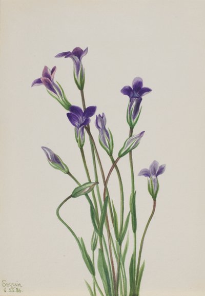 Gentian Gentiana holopetala, 1936. by Mary Vaux Walcott