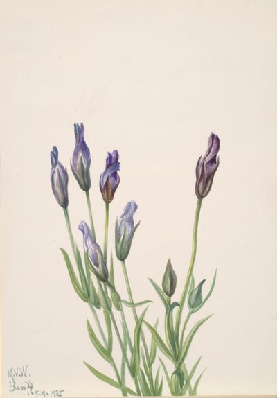 Gentian Gentiana macounii, 1935. by Mary Vaux Walcott