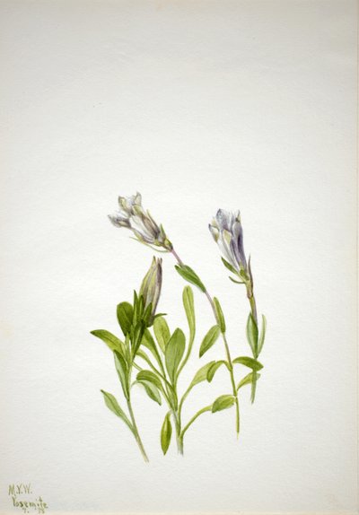 Gentian Gentiana ahududu, 1938. by Mary Vaux Walcott