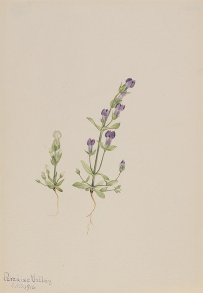  by Mary Vaux Walcott