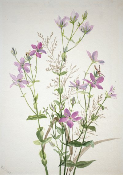 Gentianacease sabbalia angularis, 1880. by Mary Vaux Walcott