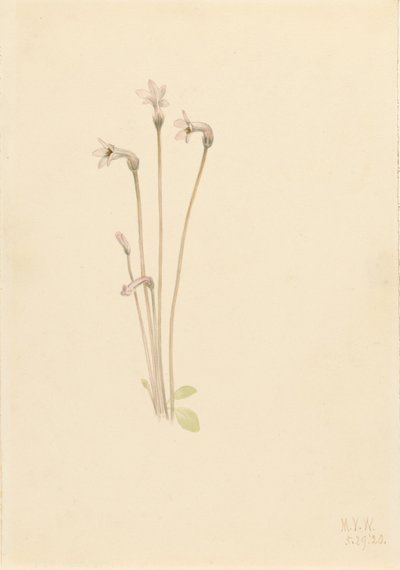  by Mary Vaux Walcott