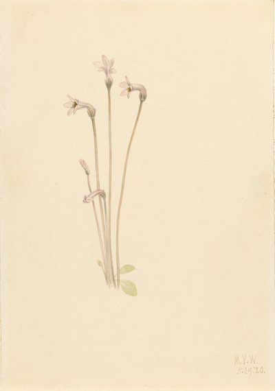 Ghostpipe Thalesia uniflora, 1920. by Mary Vaux Walcott