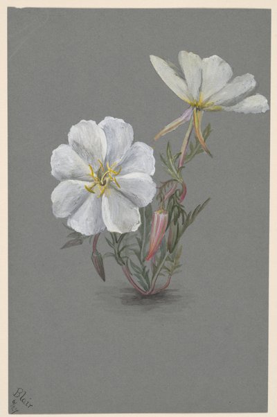 by Mary Vaux Walcott