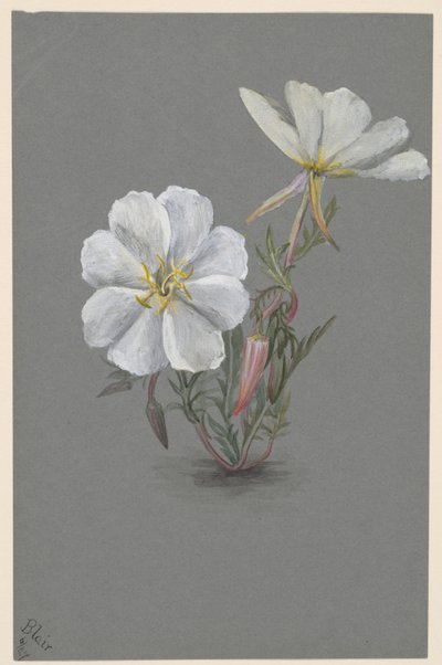 Dev Helleborine Epipactis gigantea, yaklaşık. 1880. by Mary Vaux Walcott