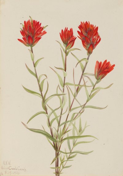  by Mary Vaux Walcott
