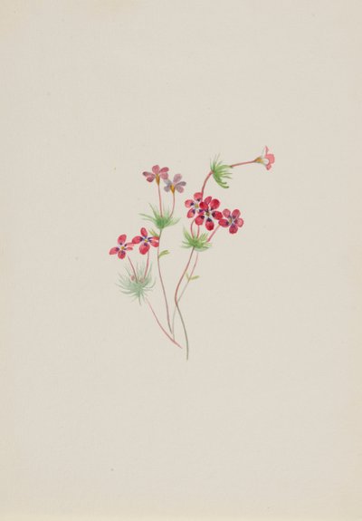 Gilia linanthus parviflorus, yak. 1900-1930. by Mary Vaux Walcott