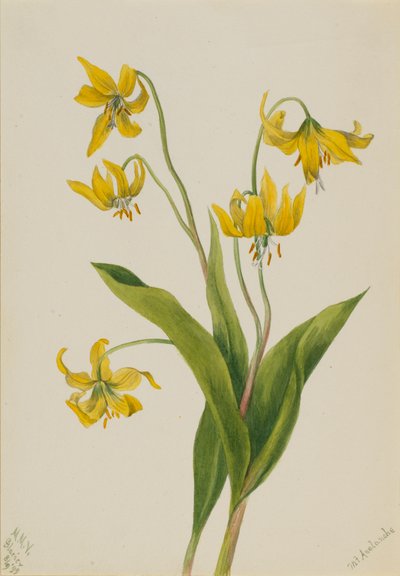 Glacierlily Erythronium grandiflorum, 1899. by Mary Vaux Walcott