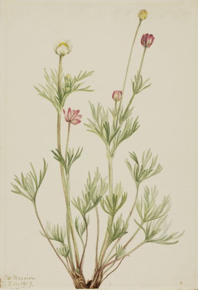 Küre Anemon Anemon Küre, 1917. by Mary Vaux Walcott