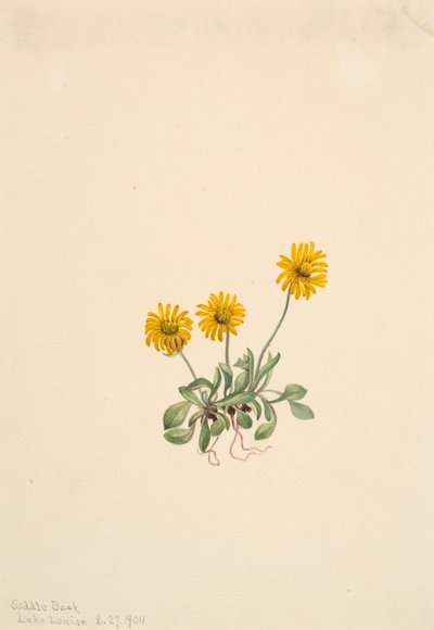 Altın Fleabane Erigeron aureus, 1904 by Mary Vaux Walcott